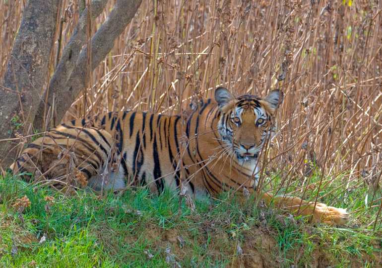 Parambikulam Tiger Reserve